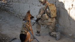 From Combat Patrols to PTSD Support: Honoring The Military’s Service Dogs For National Service Dog Month