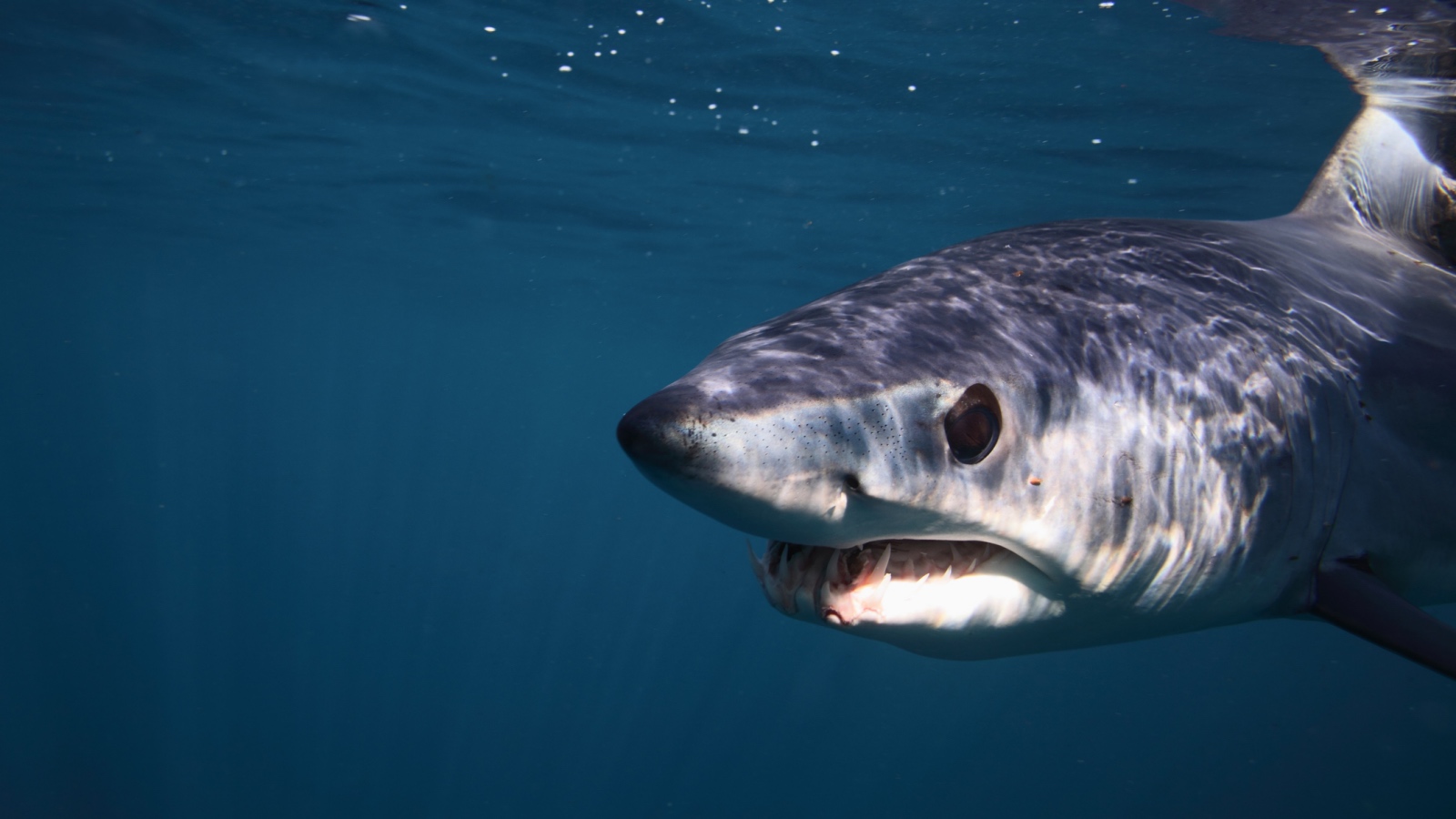 Mako shark close up in the water