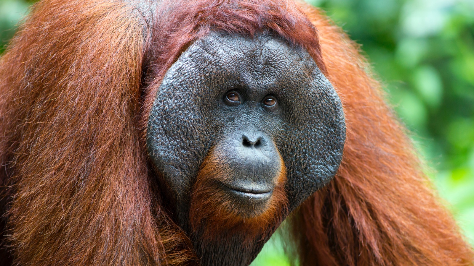 large male orangutan looking at the camera in Borneo