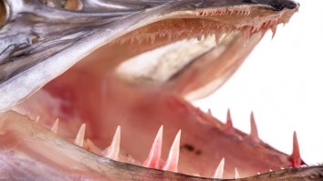 A Deformed Northern Pike Missing Its Upper Jaw Has The Fishing World Arguing Over What Happened