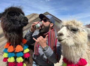 Guy drinking a beer outside in Peru with some llamas