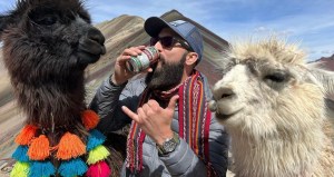 Guy drinking a beer outside in Peru with some llamas