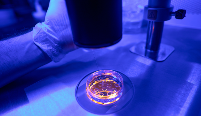 researcher injecting fluid into petri dish with embryos