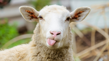 Thirty Sheep Found Dead With Eyes And Brains Removed, Chupacabra Blamed