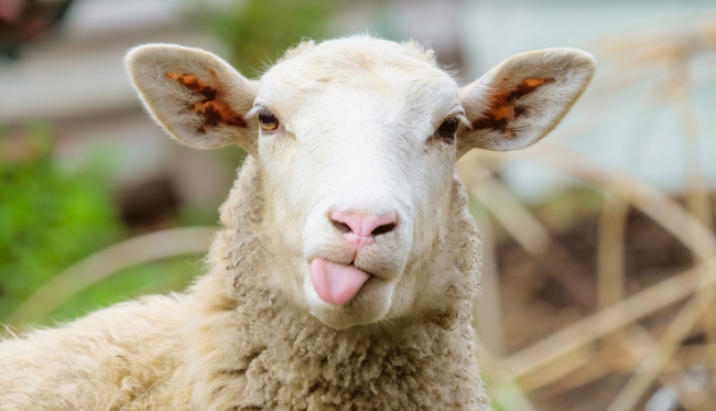 sheep sticking tongue out
