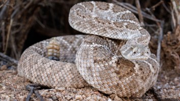 Arizona Man Discovers 20 Rattlesnakes Making Spine-Chilling Noise In His Garage