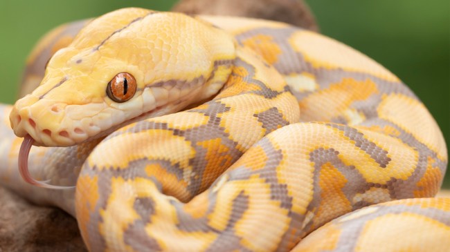 Albino reticulated python