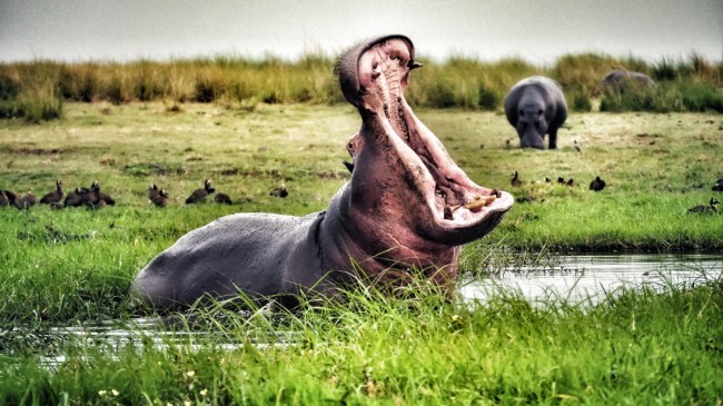 African hippo with its mouth wide open in territorial display