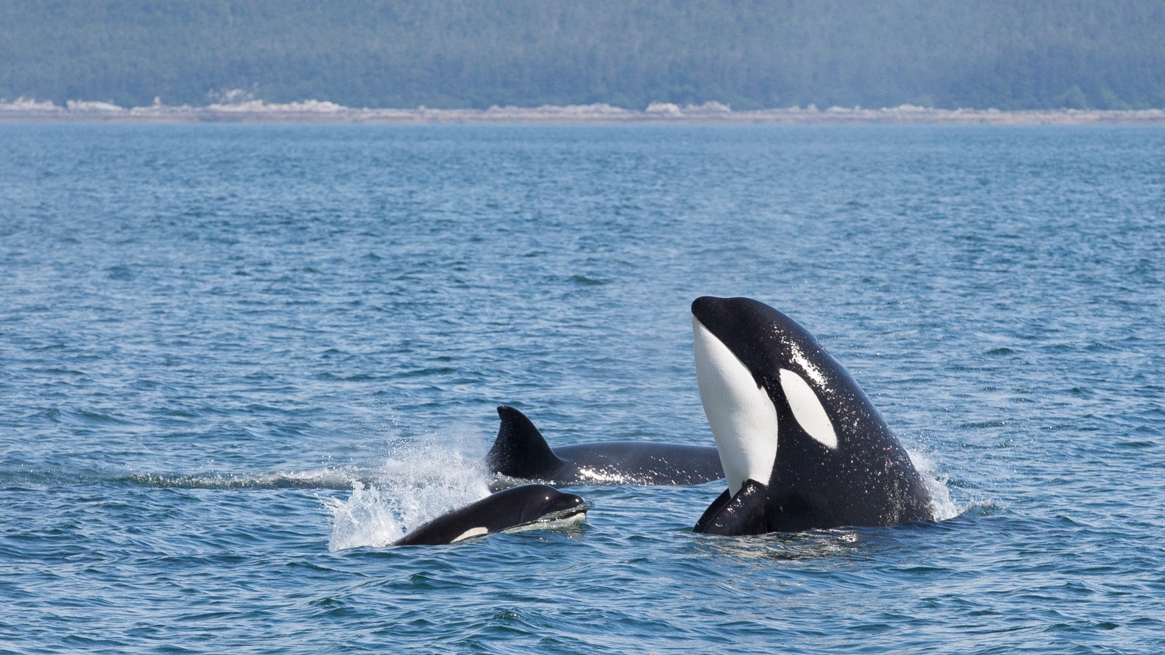 pod of orcas in Alaska