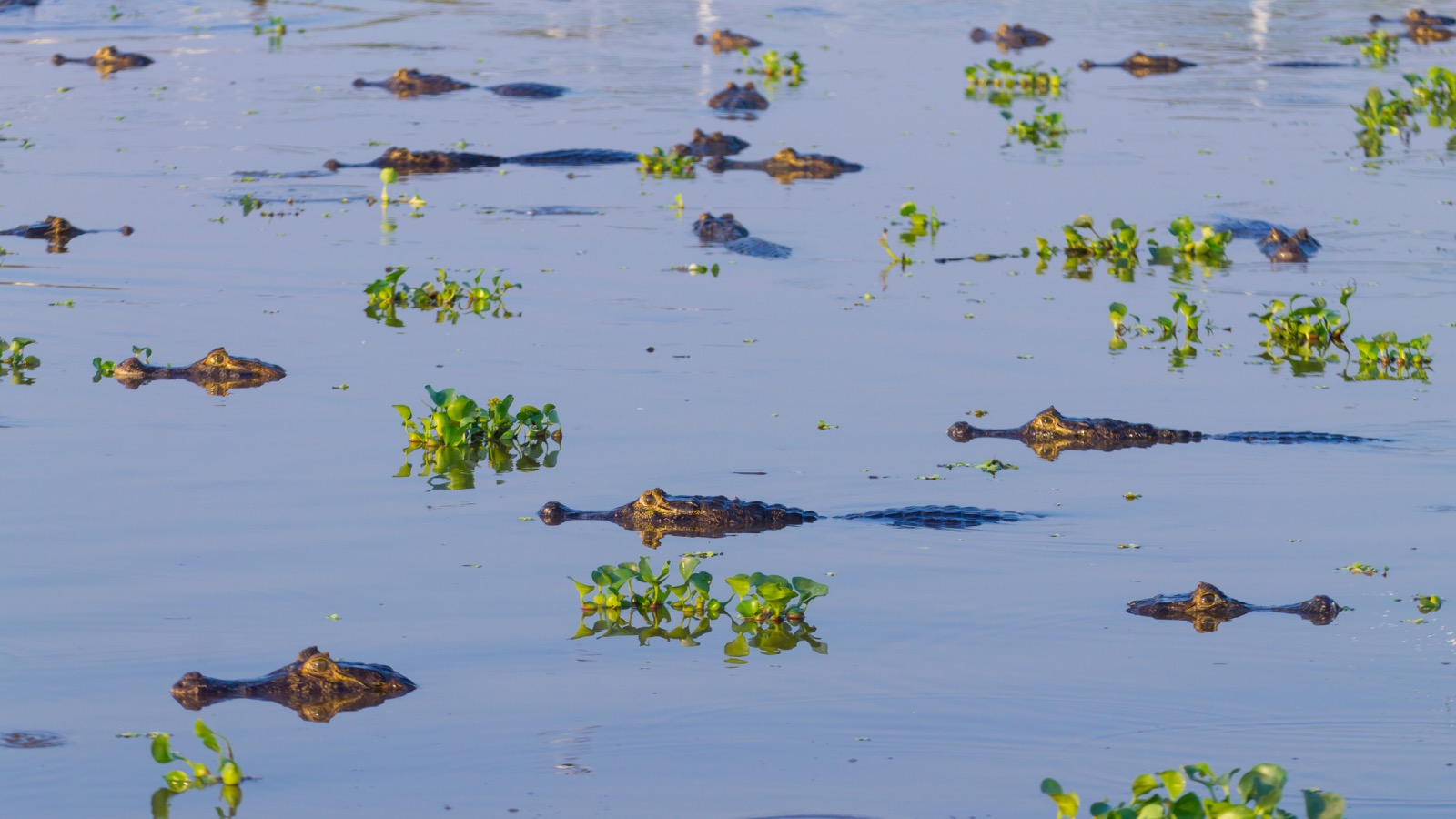 Amazon caimans in the water in the Amazon River basin