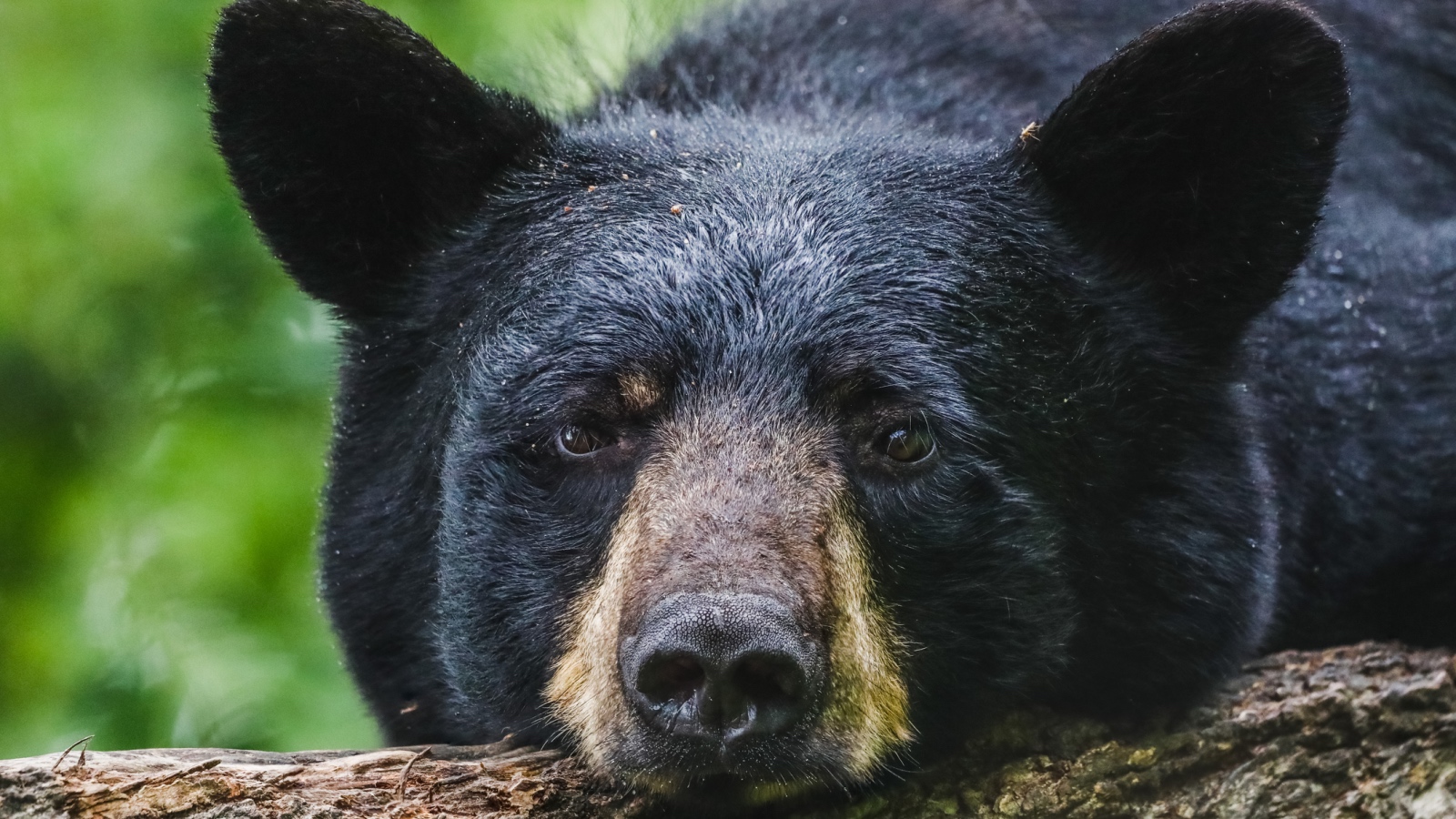 black bear with big ears 