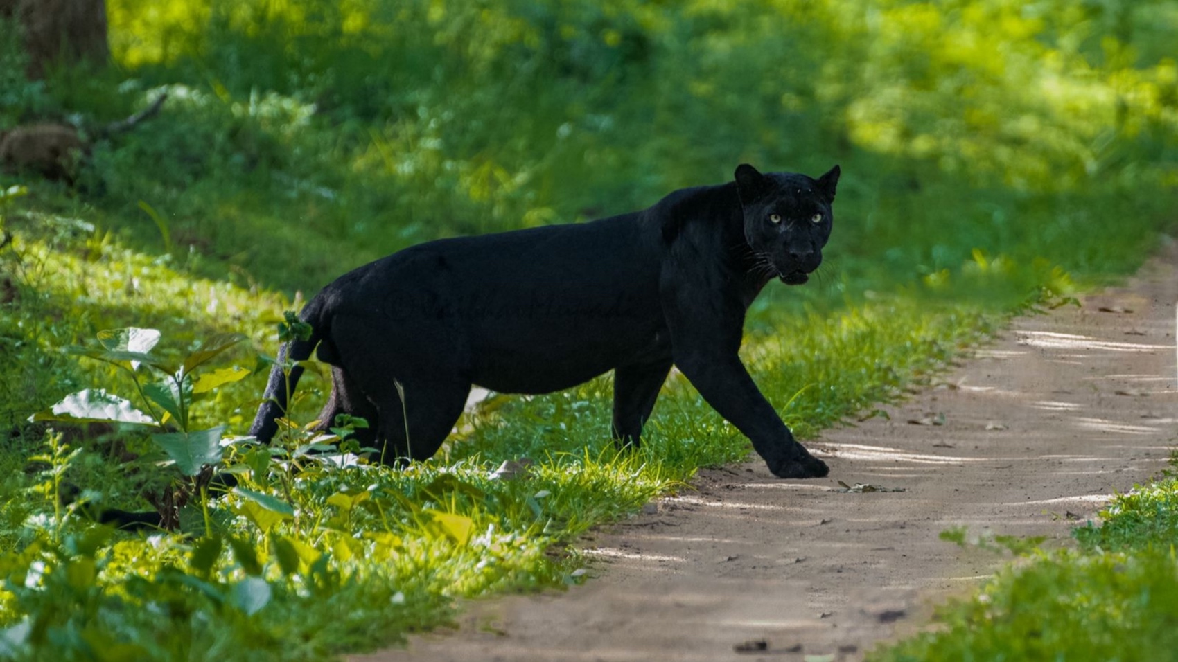 Black panther crossing a trail