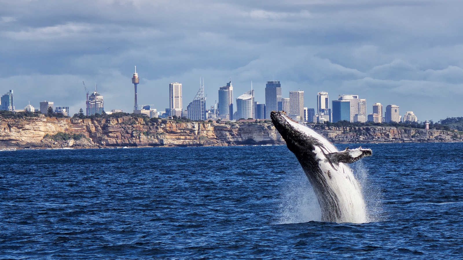 breaching humpback whale near Sydney Australia