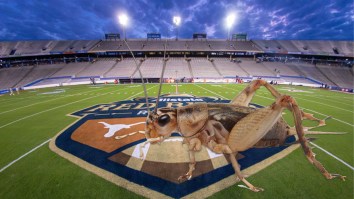 Cotton Bowl Infested By Crickets Just Hours Before Red River Rivalry Between Oklahoma And Texas