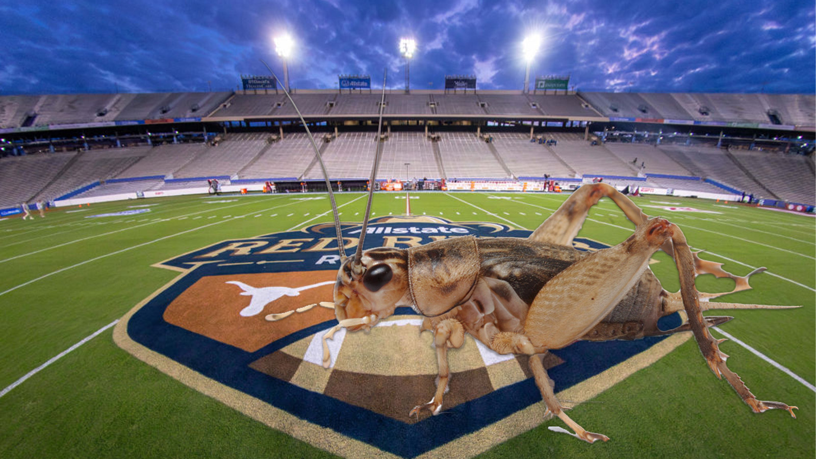Cotton Bowl Overrun By Cricket Infestation For Red River Rivalry