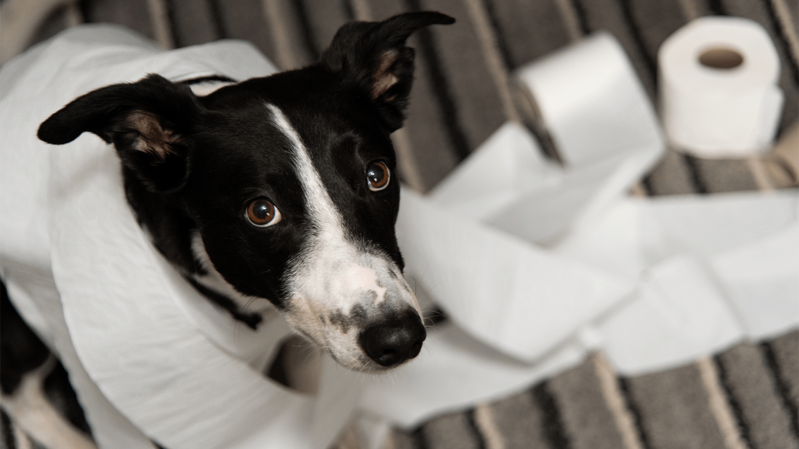 Scientists Try To Figure Out Why Dogs Eat Their Own Poop