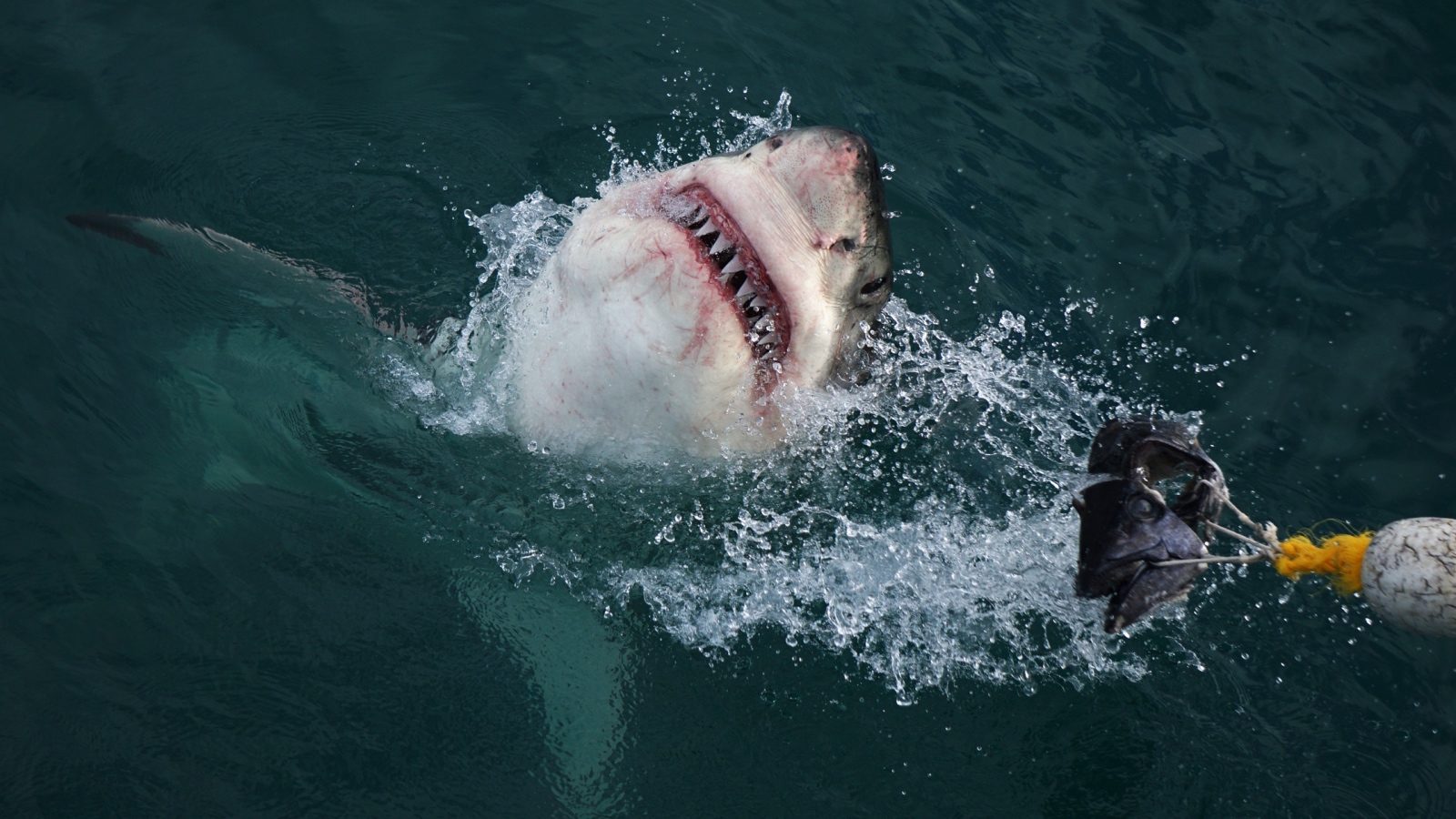 Great White Shark breaching next to boat