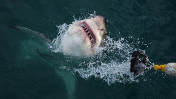 Great White Shark Steals Tuna From Fisherman Right At The Boat: ‘My Heart’s Kinda Broken, But Pretty Cool’