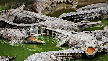 Low-Flying Helicopter Reportedly Triggered A Crocodile Farm Sex Frenzy