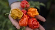 World Record Hot Pepper San Diego Pepper Enthusiast Eats 44 Carolina