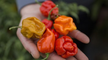 Man Behind Carolina Reaper Shatters Own World Record With ‘Pepper X’ And Explains Just How Hot His New Creation Is