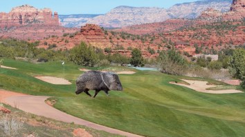 Arizona Golf Course Employee Shares Footage Of Complete Destruction Caused By A Squadron Of Javelinas