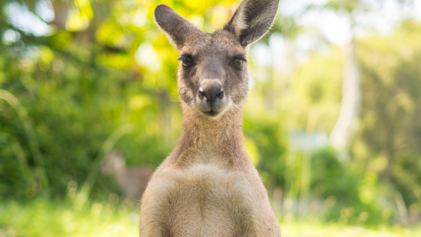 Man Fights Off Kangaroo Drowning His Dog In Viral Video