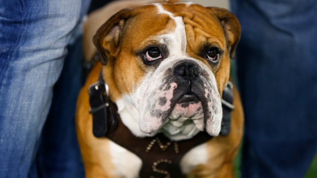 Bully, Mississippi State's live mascot, on the sidelines during a game against Kentucky.