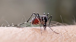 Dermatologist Reveals The Reasons Mosquitoes Bite Some People, But Leave Others Alone