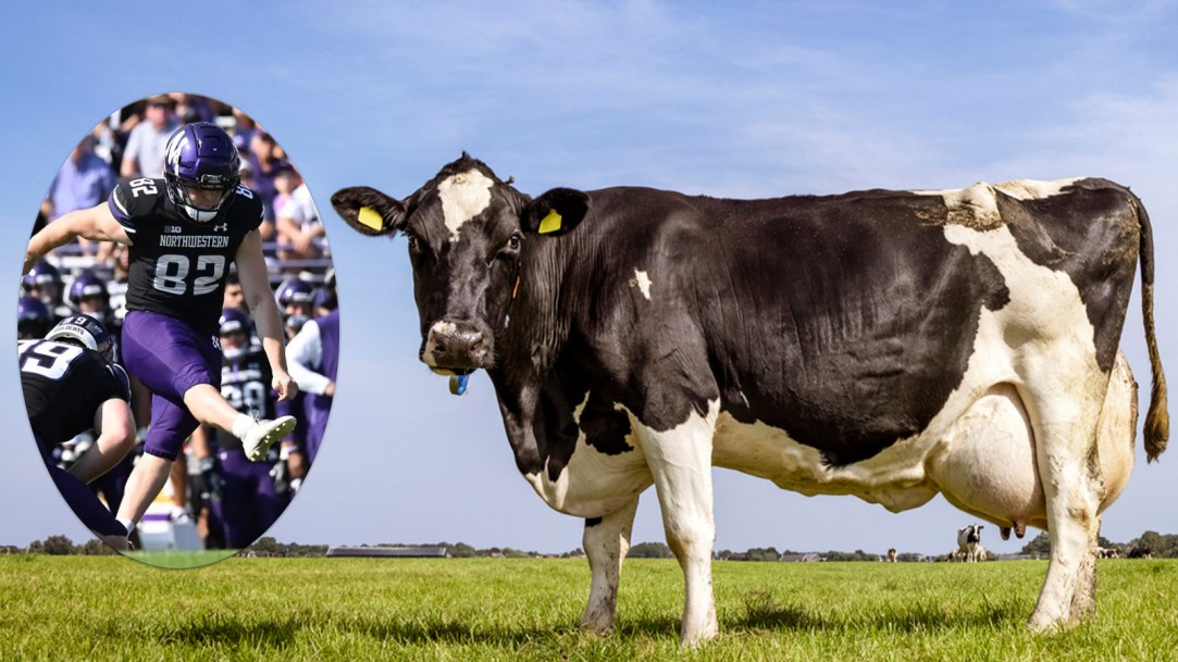 Northwestern Football Kicker Celebration Milk Cow Udders