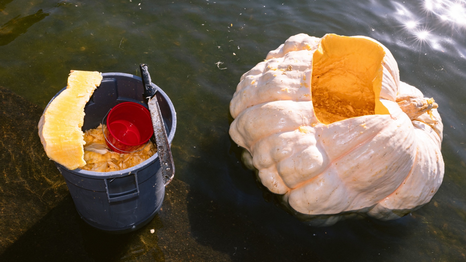 Carved out pumpkin for a pumpkin float on a river