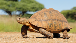 A Tortoise Named ‘Tank’ Was Found 2 MILES Away After Escaping From Home For The THIRD Time