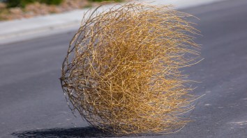 A Montana Town Got Completely Blanketed By Mountains Of Tumbleweeds From A Windstorm (Video)