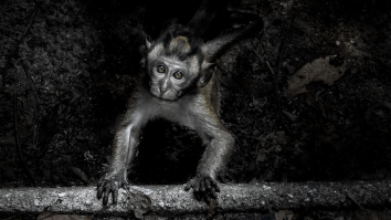 Scientists Created A Chimeric Monkey That Glows Fluorescent Green