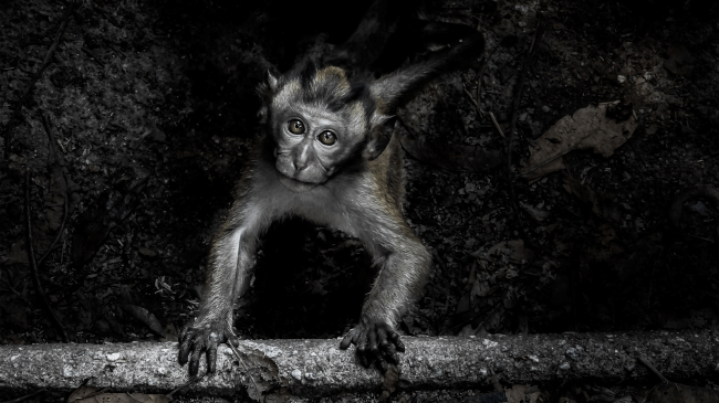 Baby Long-tailed Macaque monkey