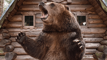 Bear Breaks Into Cabin, Burns It Down, In Latest Sign Of Their Takeover
