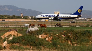 Plane Makes Emergency Landing After Rogue Horse Escapes Mid-Flight