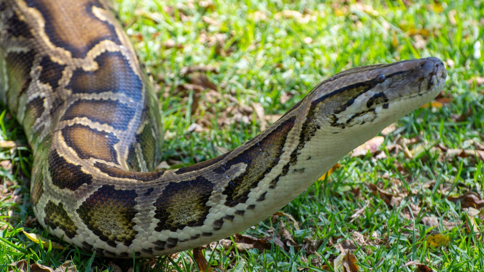 Burmese python in Florida