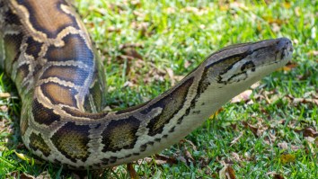 17-Foot, 198-Pound Burmese Python Captured In Florida Is A Living Dinosaur