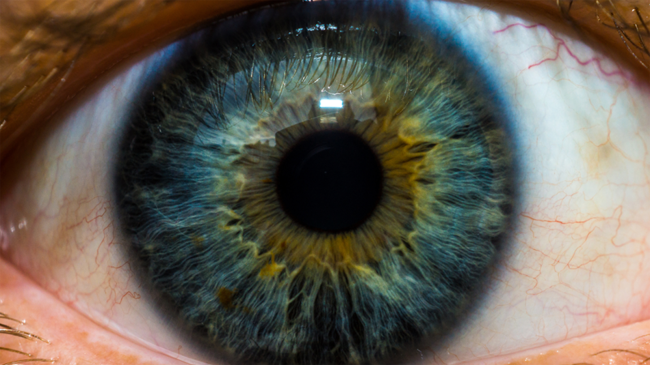 human eyeball blue iris