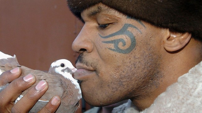Mike Tyson kissing a pigeon