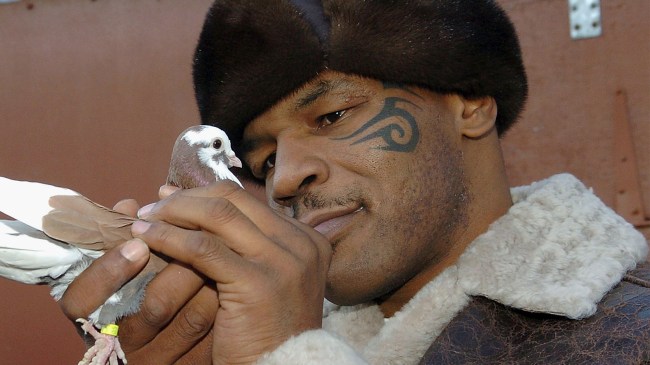 Mike Tyson holding a pigeon