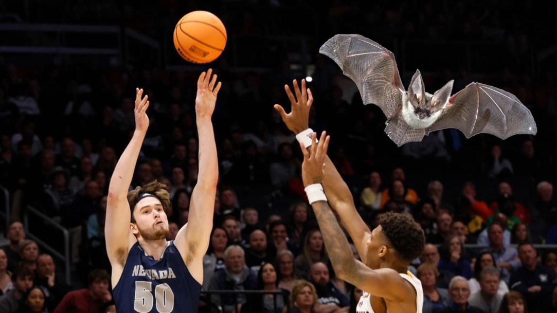 Nevada Wolfpack Basketball Bat