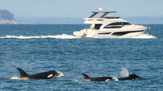 Orca pod near yacht