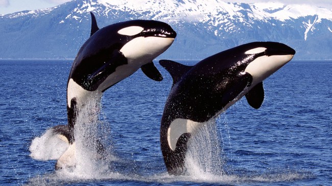 Orcas breaching water