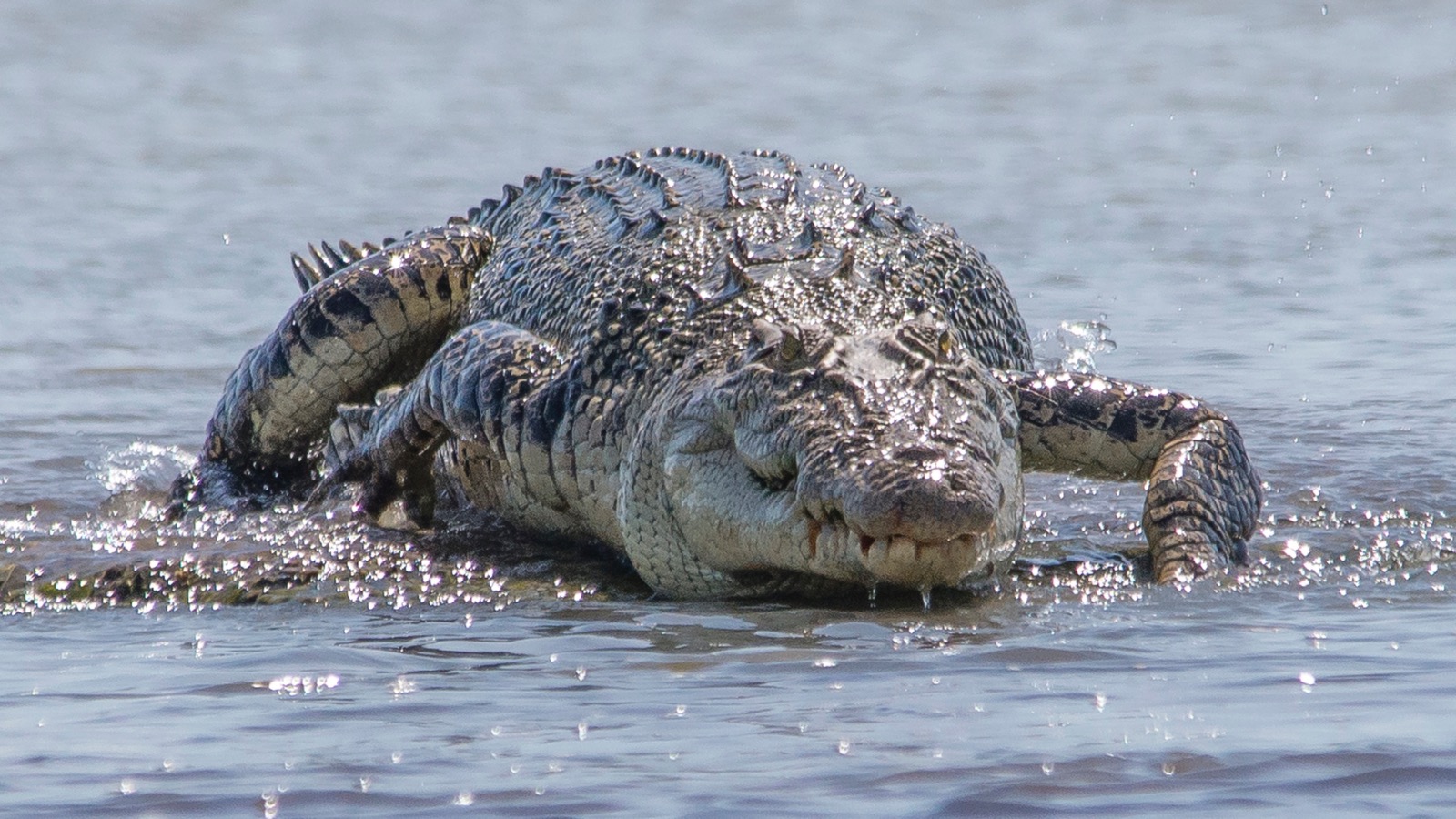 saltwater crocodile in Australia's Northern Territory