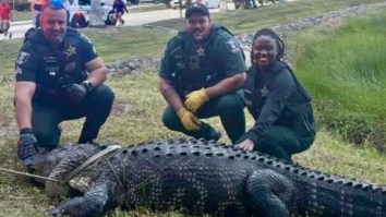 Christmas Shoppers Safe From 600-Pound Alligator That Was Captured Next To A Mall In Florida