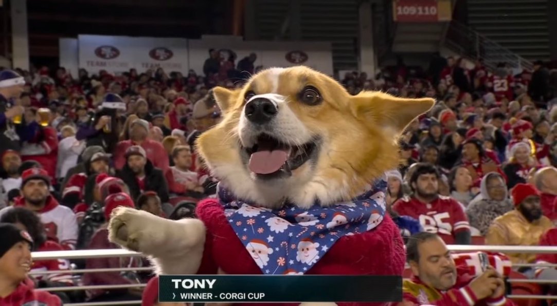 Tony The Corgi 49ers Race