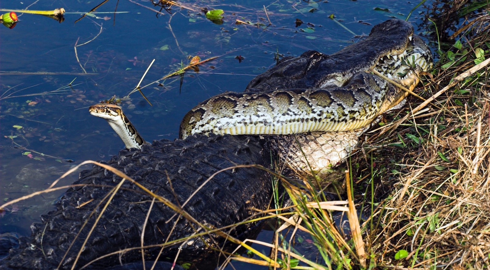 alligator eats python in the Florida Everglades