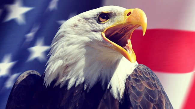 bald eagle in front of American flag